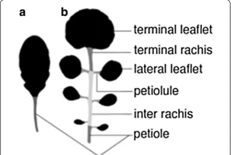 Fig. 1 Leaf architecture of simple leaves (a) and dissected leaves (b) of A. thaliana and C