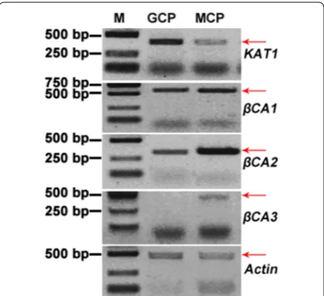 Fig. 2 Observation and assessment of GCPs. a Mixed GCPs and debris obtained via method S