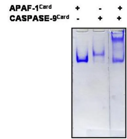 Figure 1by PAGENative binding assay between Apaf-1 and Caspase-9 detected Native binding assay between Apaf-1 and Caspase-9 detected by PAGE