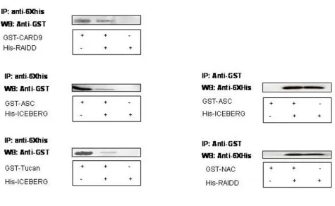 Figure 3Immunoprecipitation of putative CARD binary complexes obtained from co-expression assayobtained from the co-expressed Immunoprecipitation of putative CARD binary complexes obtained from co-expression assay