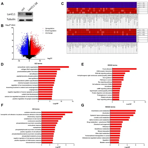 Figure 1 Differentially expressed genes (DEGs) and functional enrichment results of differentially expressed genes