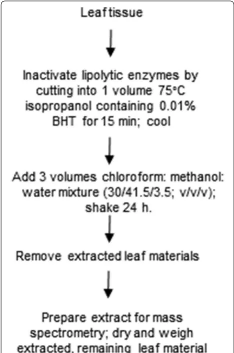 Fig. 2 The single-extraction method tested in the current work for extraction of Arabidopsis and sorghum leaf materials