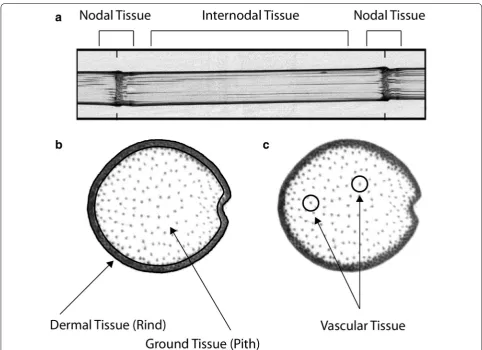Fig. 1 The anatomy of corn stalk. a maize stalk with dermal (rind) and ground (pith) tissues identified