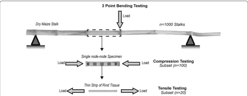 Fig. 2 A diagram depicting test specimens structures used in each loading mode. Stalks used in 3‑point bending testing (top), internode speci‑mens used in compression testing (middle)