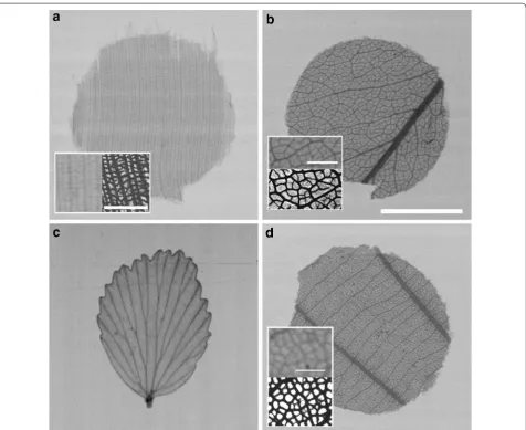 Fig. 4 2D contact microradiography images (7 µm resolution) of selected leaf venation samples with full resolution of the vein networks