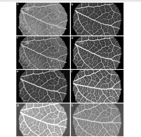 Fig. 7 Comparison of 3D and virtual 2D µCT (a–d) with 2D contact microradiography images (e–h) of Quercus faginea (Fagaceae) and the influence of different image plate resolutions and processing standards, all shown as X-ray negatives
