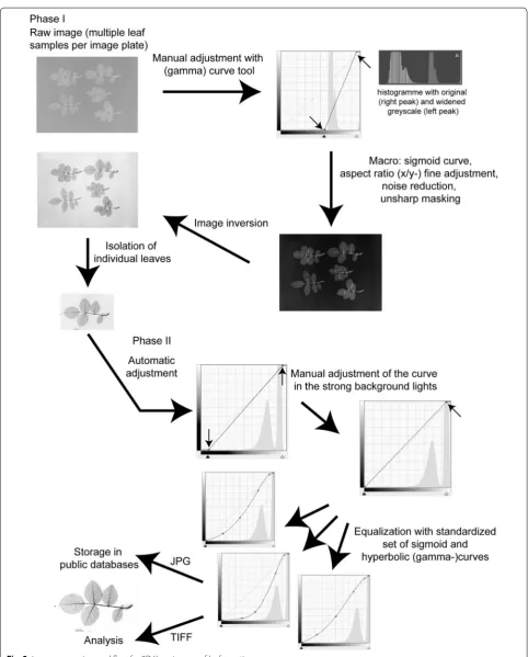 Fig. 2 Image processing workflow for 2D X-ray images of leaf venation
