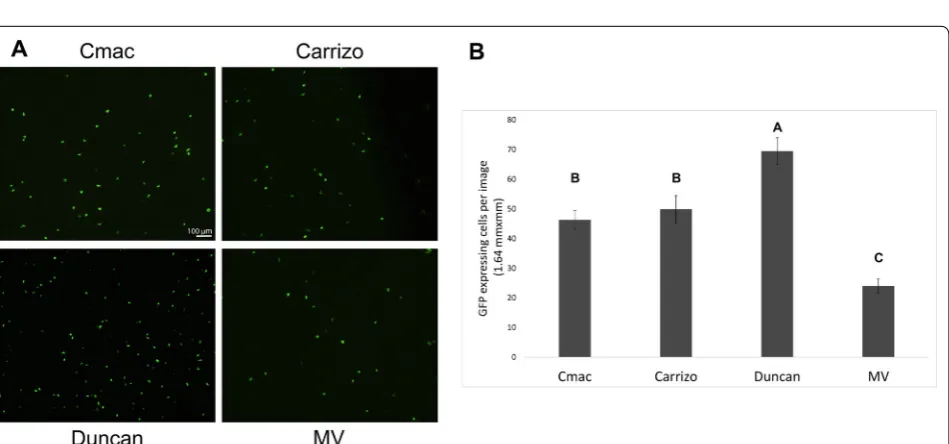 Fig. 1 CLSM‑projected Z‑series of C‑mac abaxial leaf section after bombardment with ER‑GFP