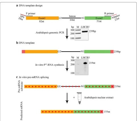 Fig. 1 Preparation of LHCB3  [32P]-labeled pre-mRNA substrate used for in vitro splicing assay