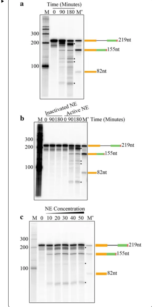 Fig. 2spliced  [Biosystems, AM7782). M* lane contains  [pre-mRNA substrate (25,000 cpm) was carried out at 30 °C in 25 μl reaction volume containing different concentrations 0–50% (v/v) of nuclear extract as described in materials and methods
