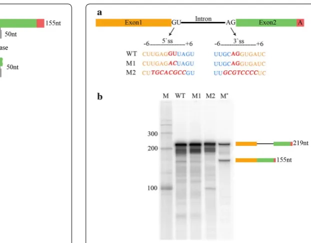 Fig. 4 Mutations in conserved splice sites of isolated and analyzed by electrophoresis as above