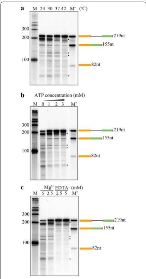 Fig. 5 Analysis of optimum conditions for splicing assay. splicing reaction of (2,5 and 5 mM) of EDTA, a divalent cation chelator (EDTA)