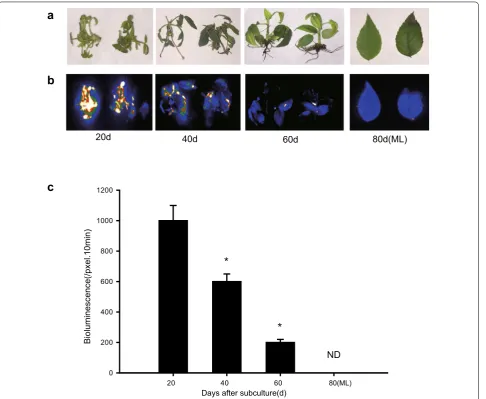 Fig. 1 The effect of shoot age on the transient expression efficiency of roses. The fresh cut adventitious buds were transferred on proliferation medium and cultured for 3 weeks, and then transferred to rooting medium and grown for another 3 weeks to devel
