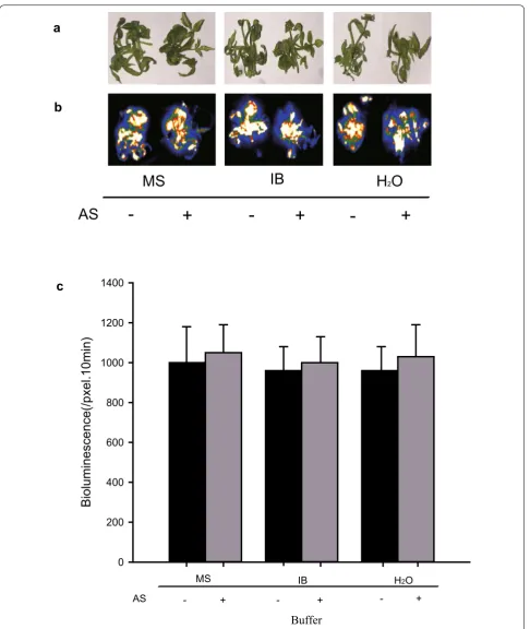 Fig. 2 The effect of different infiltration buffers on transient expression efficiency in roses