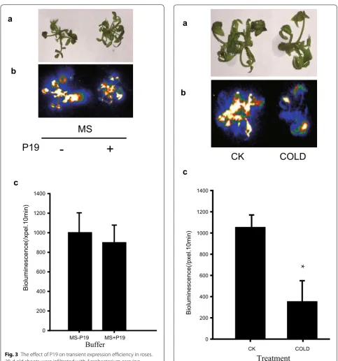 Fig. 3 The effect of P19 on transient expression efficiency in roses. 