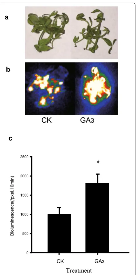 Fig. 5 The effect of  GAfield, five biological replicates each with three technical repeats, 20 shoots 3 treatment on transient expression efficiency in roses