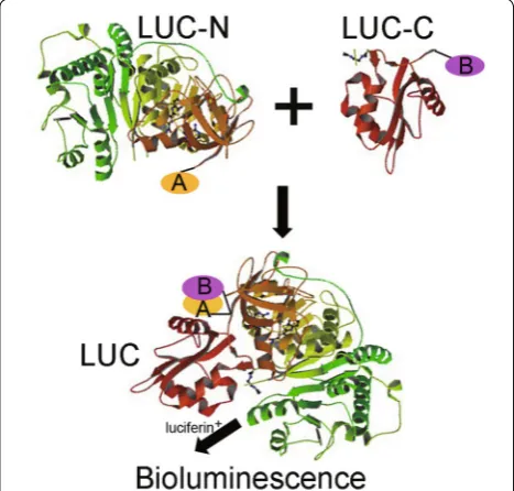 Fig. 8 The principle of the split luciferase complementation assay for protein–protein interaction