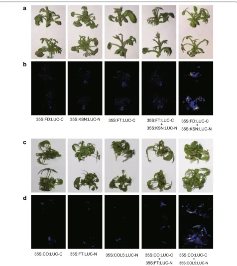 Fig. 9 RoKSN and RoFD physically interact. Representatives of spilt luciferase complementation assays in rose shoots displayed by (a, c) bright-field, and (b, d) dark-field of leaves expressing 35S:RoKSN/35S:RoFT/35S:RoCOL5 fused to amino (N)-, and 35S:RoF