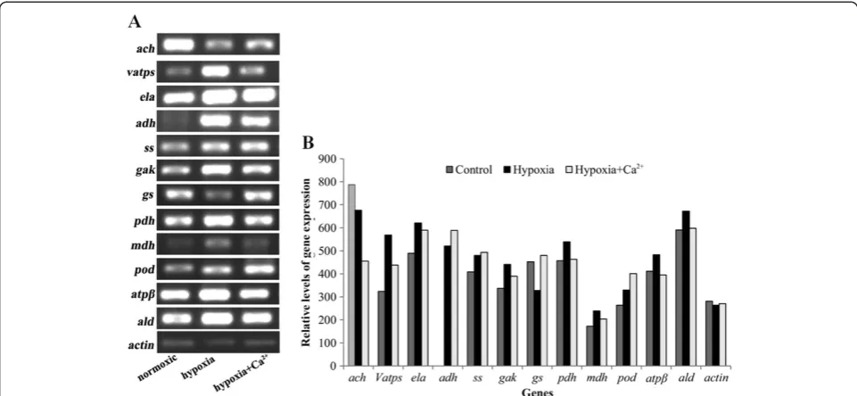 Figure 3 RT-PCR analysis of transcript levels of differentially expressed proteins under three treatmentsused for amplification with ACTIN (AF171095, actin) primers