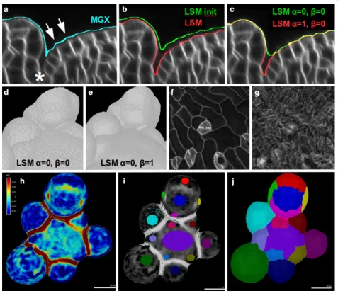 Fig. 2 LSM for tissue contour. a–c Section of a developing flower at the boundary between the peripheral zone and the forming sepal