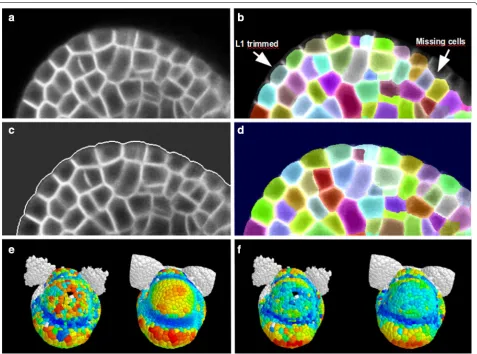 Fig. 3 Cellular segmentation of a modified image with reinforced tissue contour. a Section of original 3D image to segment, where the outer periclinal walls are poorly marked