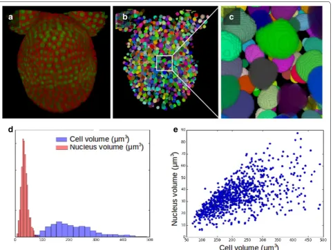 Fig. 5 Cellular LSM used for the segmentation of nuclei. a Two-coloured confocal image of an Arabidopsis flower, were cell membrane and nuclei are taken on two distinct channels