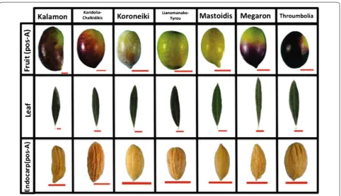 Fig. 7 Morphological analysis of other crop species. The methodology can easily describe morphologies of other crop species