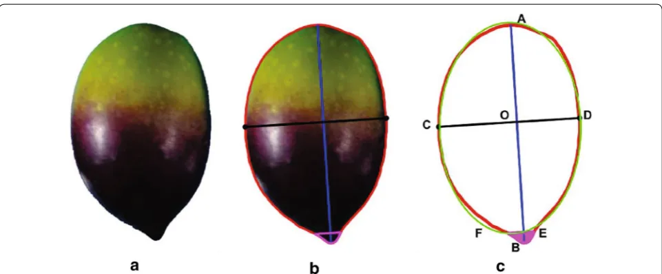 Fig. 3 Morphological characters of the fruit. a Raw image data. b Raw image data with measurements