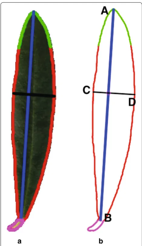 Fig. 4 Morphological characters of a leaf. a Raw image data. b Morphological measurements