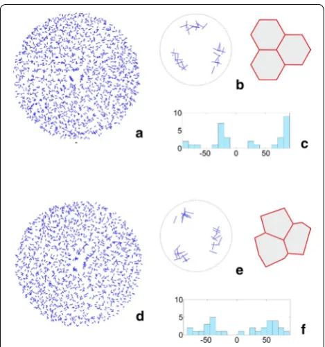 figuration that was previously observed (Fig. 5b). Similarly at  t5, each of the three gray cell packets was shaped and developed in the same region on the left side of the frontal 