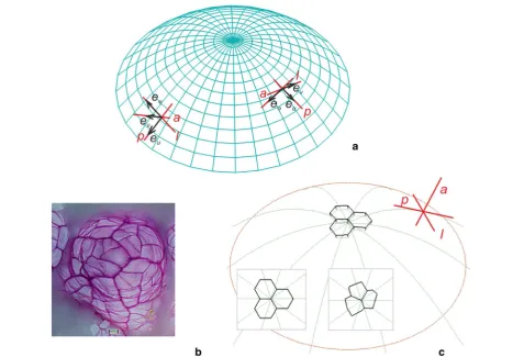 Fig. 1 The shoot apical dome modeled in this paper and the cells assumed to be initials of the surface cell layer: orthogonal directions: tials observed in a seedling at the age of about 12 plastochrons [initials composed of the uniform and not uniform cel