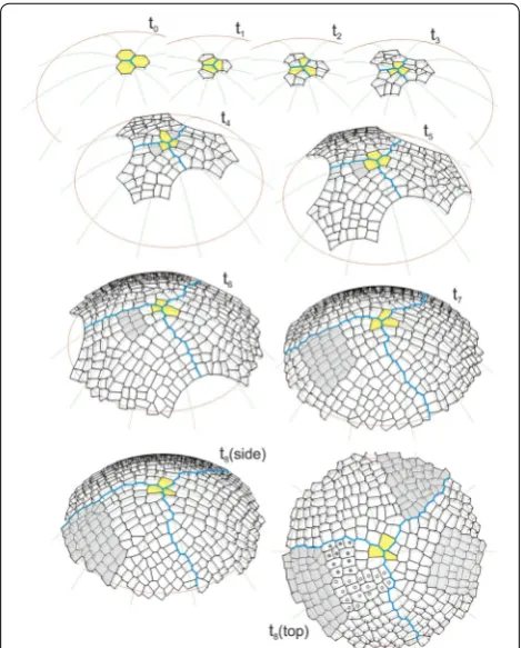 Fig. 4 The computer‑generated sequence of the formation of the surface cell layer of the apical dome