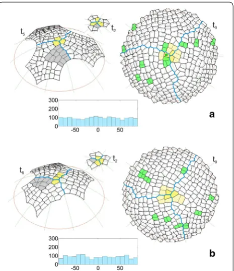 Fig. 5 Selected times showing the results of two simulations in final self‑renewing cells) and other cells (green) during the following in the apical initials (the light yellow cell packet formed by the two 20 time‑steps at the end of the simulation