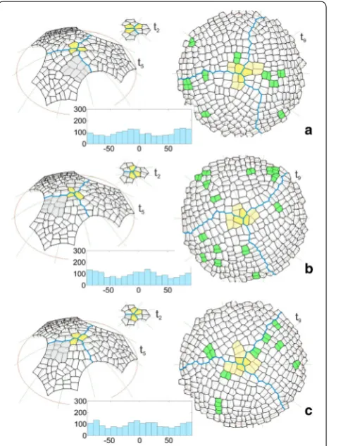 Fig. 7 Cell patterns and diagrams of the division walls obtained for the not uniform apical initials (In2) like in Fig