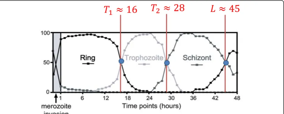 Figure 7 Percent representation of iRBCs observed in experiment. The boundaries (T1, T2 and L) between the three stages (ring,trophozoite, and schizont) are approximated from the percent representation of iRBCs observed at every time point in experiment [4].