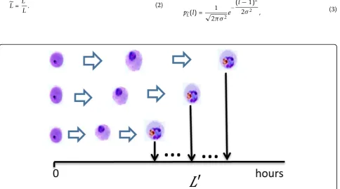 Figure 1 Diversity of infection time among iRBCs. The invasion of RBCs does not occur simultaneously