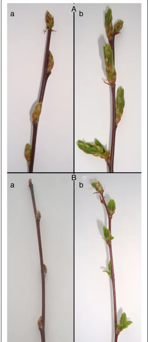 Figure 3 Closed (a) and expanding buds (b) of nursery-grownseedlings. (A) Lagunas de Epulauquen individuals; (B) N