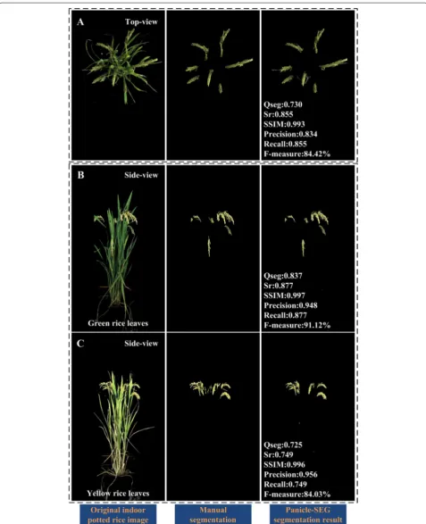 Fig. 7 Panicle segmentation results for indoor pot-grown rice images. A Indoor top-view rice images