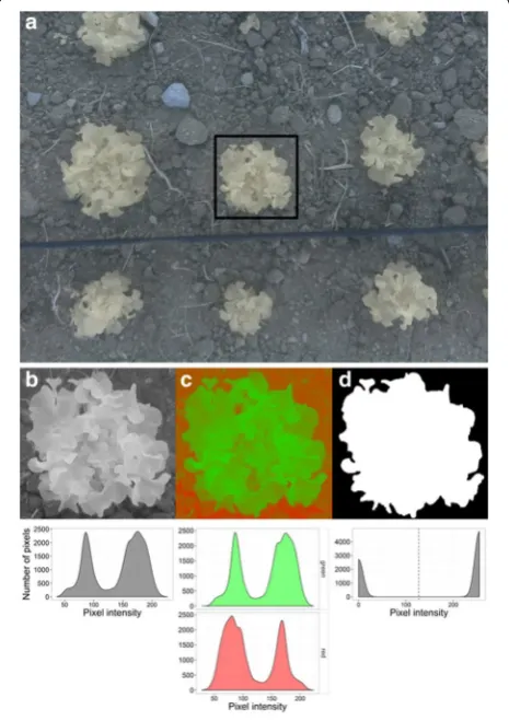 Fig. 2 Details of image analysis process used in the PYM procedure, cedures. White pixels are counted and summed to estimate projected from source to segmented image (a–d)