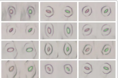 Fig. 9 A sample segment of stomata pore measurement results. A red trace represents a manually marked (ground-truth) stoma pore