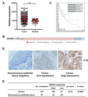 Figure 1 UBE2O expression is elevated in HNSCC samples. (A) UBE2O transcripts in HNSCC tissues and corresponding noncancerous adjacent tissues from the publicTCGA dataset were analyzed
