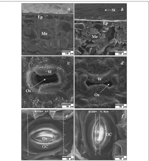 Figure 2 Scanning electron micrographs of leaves. Cross and tangential sections of the abaxial surface of leaves from (a) T2 and (b) T4 plants,with arrows indicating a stoma on the leaf surface (×300)