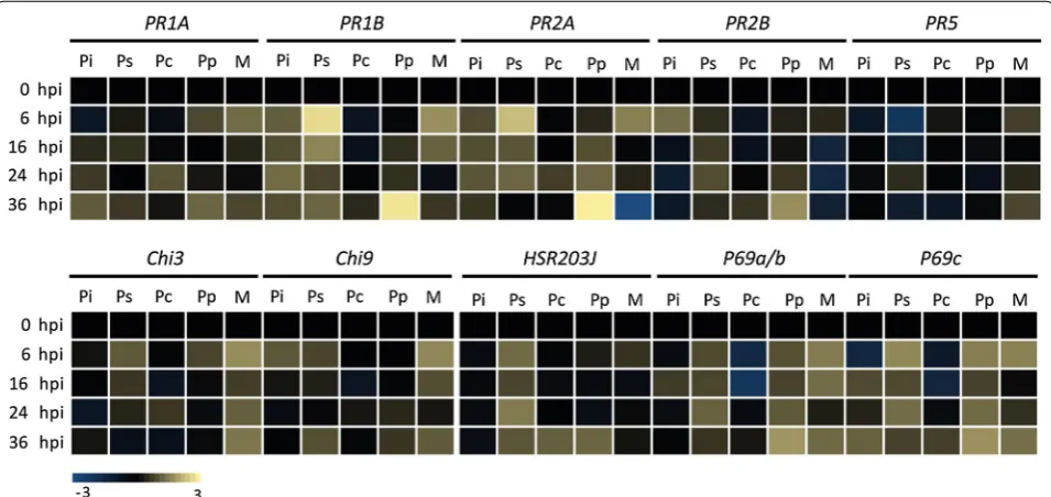 Fig. 5 Expression profiling of tomato defense marker genes upon inoculation of MsK8 cells with zoospores of P