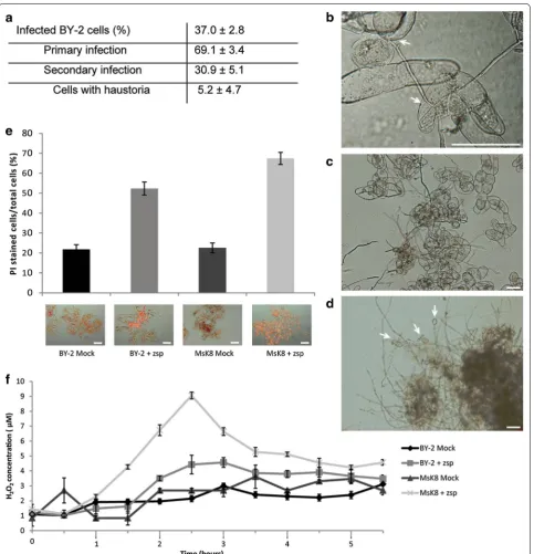 Fig. 3 Phytophthora parasitica H1111 is able to infect BY-2 cells. a Quantification of P