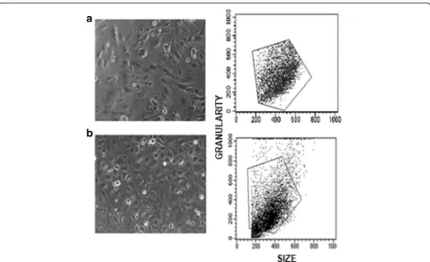 Fig. 1 Characteristics of HMEC-1 (a) compared with HUVEC (b). Morphology was assessed with phase contrast microscopy (left)