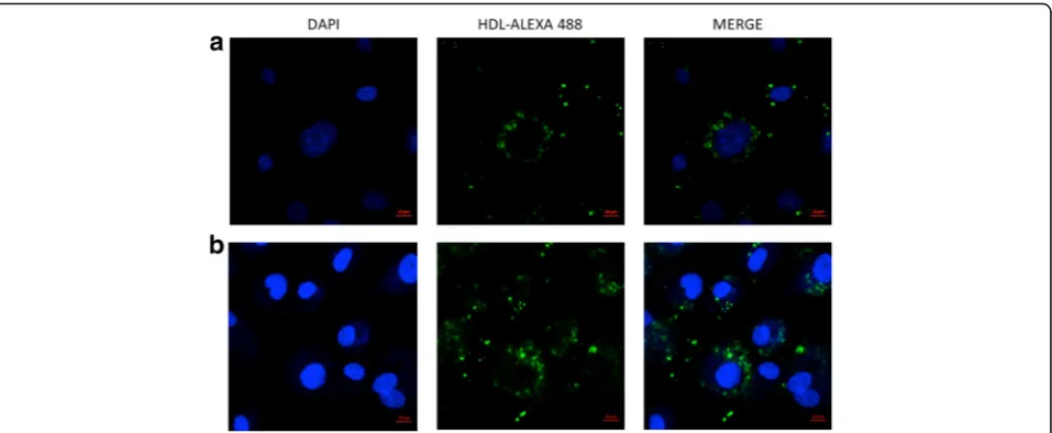 Fig. 5 Confocal microscopy showing HDL internalization in HMEC1 (a) and HUVECs (b). Representative image of experiments using HDL labeledin the protein moiety with Alexa 488 (green) and nuclei stained with DAPI (blue)