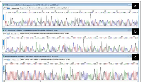 Fig. 3 DNA sequence chromatograms for PCR products obtained from genomic DNA (gDNA) samples extracted from 17 tissue samples of OpuntiaMill using the improved extraction method