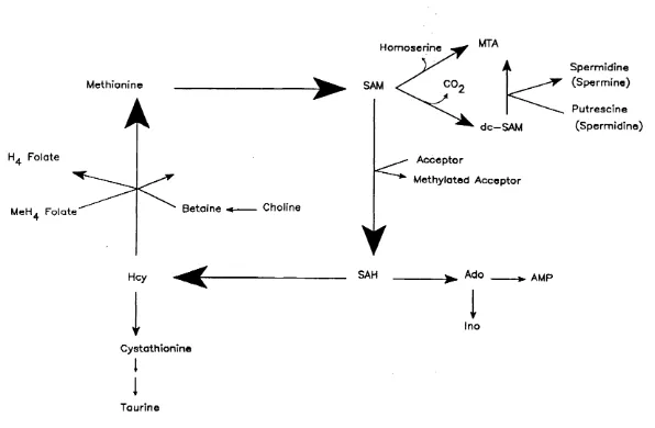 Figure 1.1 Metabolic pathways involving SAM and related sulphur metabolites.