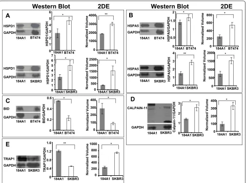 Figure 6 Western blot validation of identified proteins to confirm the expression trend as inferred from 2DE
