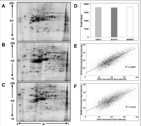 Figure 1 Representative 2-D proteomic profiles of cell lines (A) 184A1, (B) BT474 and (C) SKBR3